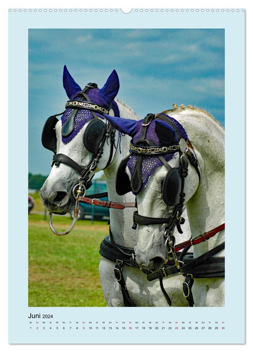 Carriage horses in the portrait (CALVENDO Premium wall calendar 2024) 