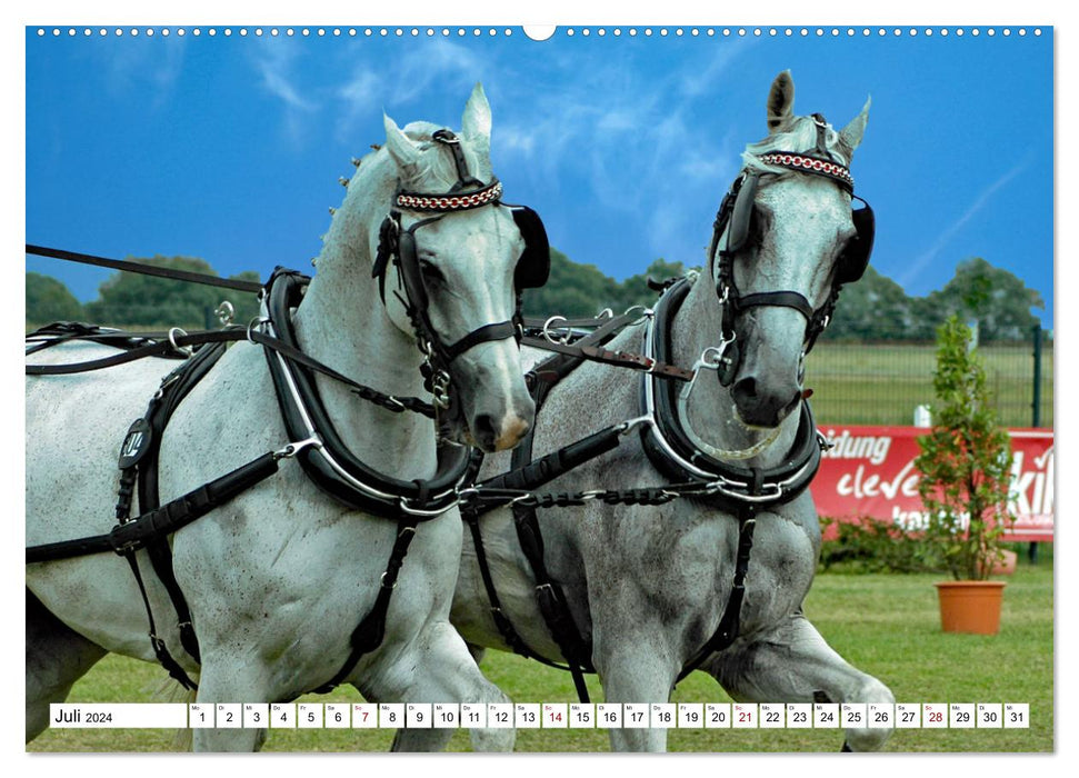 The fascination of driving - pairs galloping through the course (CALVENDO Premium Wall Calendar 2024) 