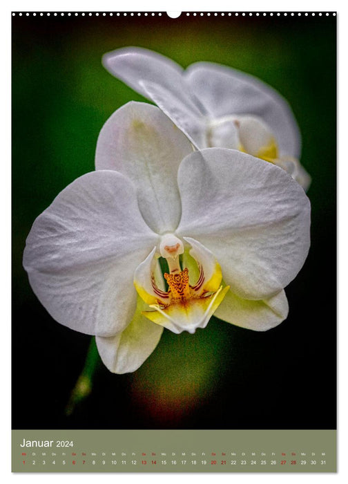 Schmetterlingsorchideen in High Dynamic (CALVENDO Premium Wandkalender 2024)