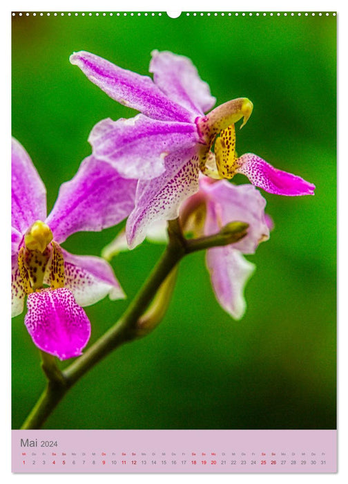 Schmetterlingsorchideen in High Dynamic (CALVENDO Premium Wandkalender 2024)