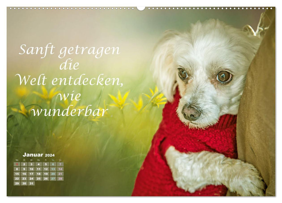 Hunde Spruchkalender (CALVENDO Premium Wandkalender 2024)