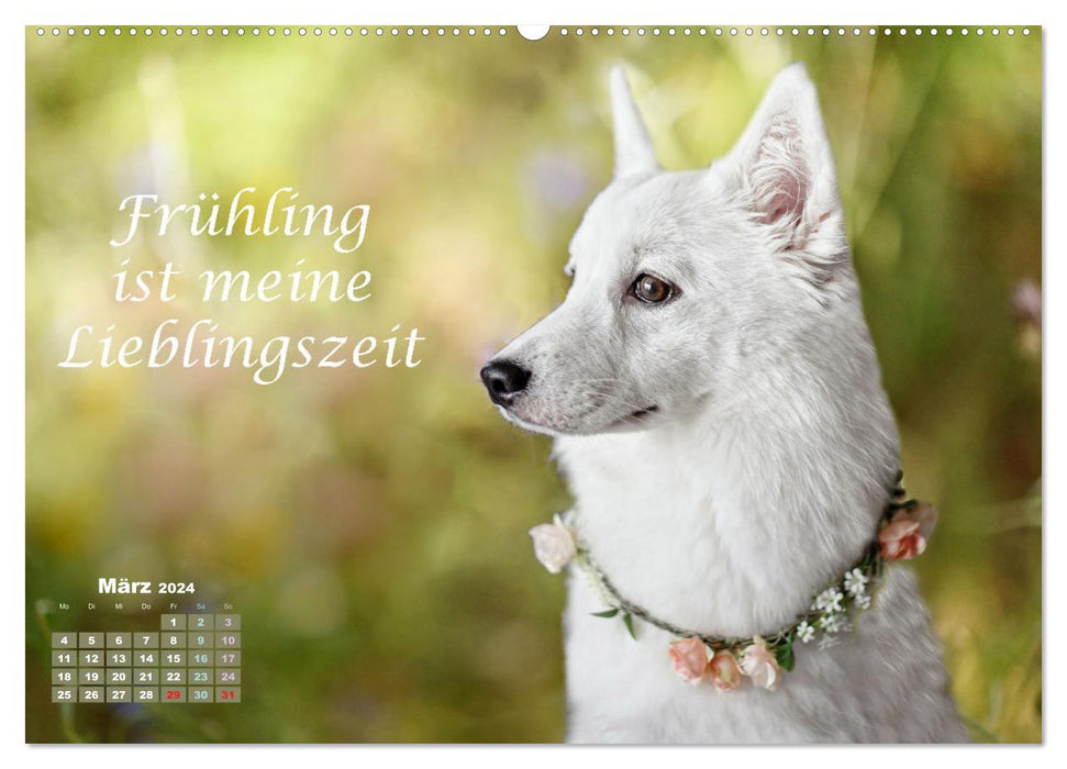 Hunde Spruchkalender (CALVENDO Premium Wandkalender 2024)