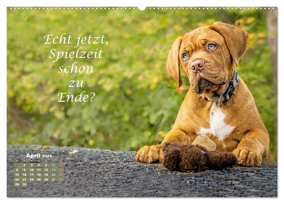 Hunde Spruchkalender (CALVENDO Premium Wandkalender 2024)