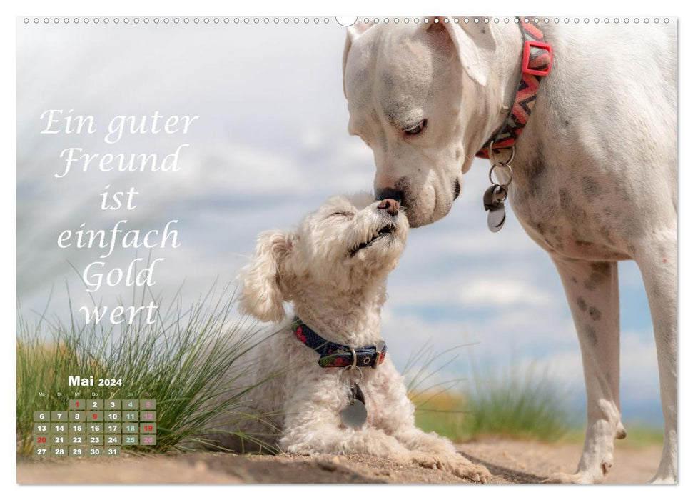 Hunde Spruchkalender (CALVENDO Premium Wandkalender 2024)