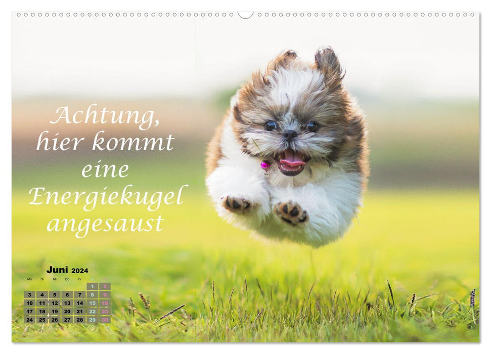 Hunde Spruchkalender (CALVENDO Premium Wandkalender 2024)