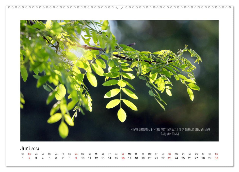 Feuilles (Calendrier mural CALVENDO 2024) 