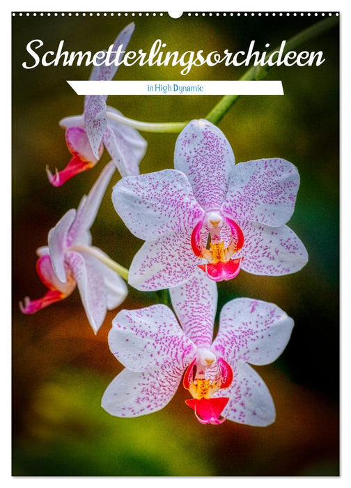 Schmetterlingsorchideen in High Dynamic (CALVENDO Wandkalender 2024)