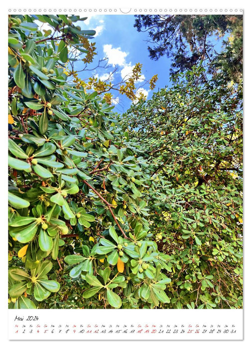 Faszinierende Olivenbäume (CALVENDO Premium Wandkalender 2024)