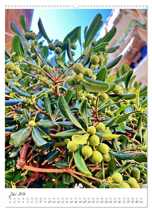 Faszinierende Olivenbäume (CALVENDO Premium Wandkalender 2024)