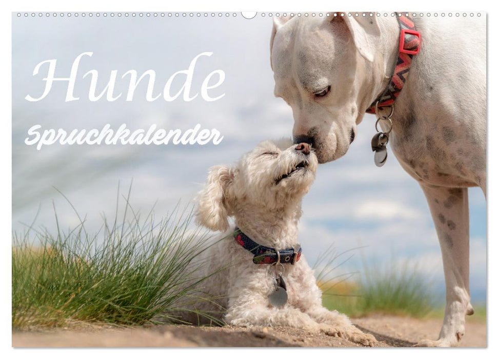 Hunde Spruchkalender (CALVENDO Wandkalender 2024)