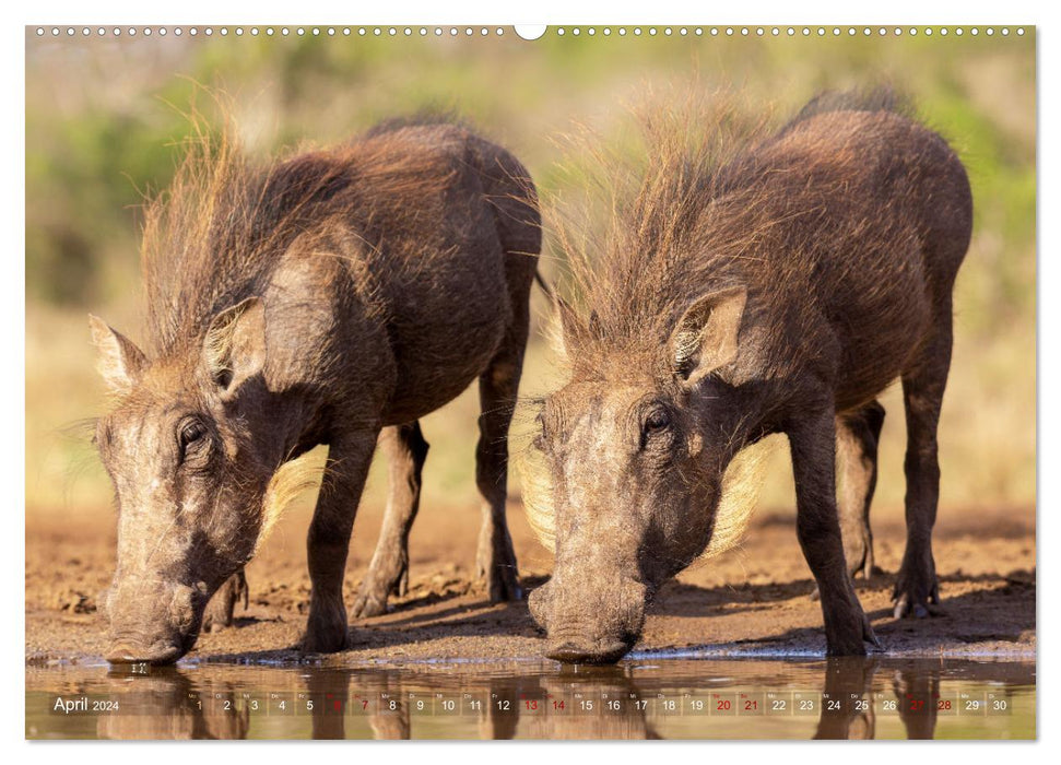 Südafrika wunderbare Tierwelt (CALVENDO Wandkalender 2024)