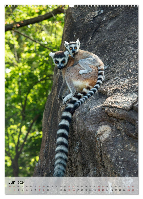 MADAGASKAR: Baobabs, Lemuren, Naturwunder (CALVENDO Wandkalender 2024)