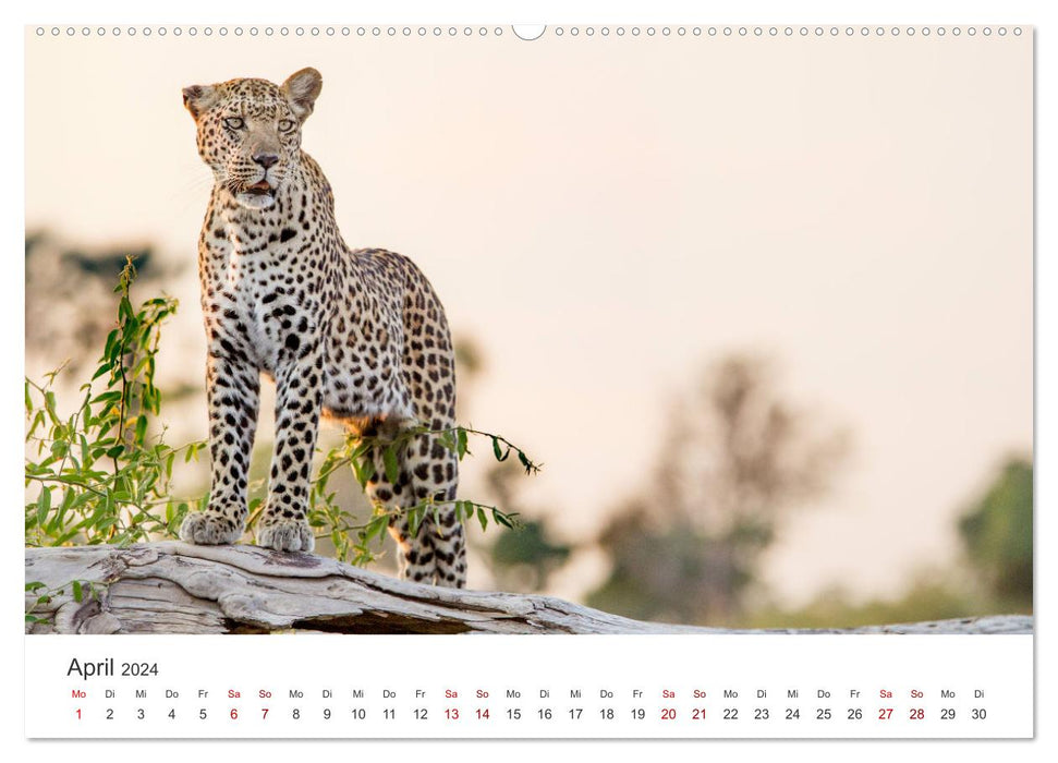 Botswana - Eine spannende Reise in ein wunderschönes Land. (CALVENDO Wandkalender 2024)