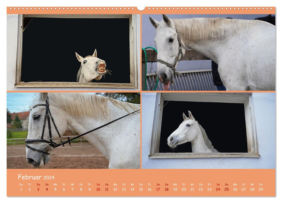 Faszination Reitsport (CALVENDO Premium Wandkalender 2024)