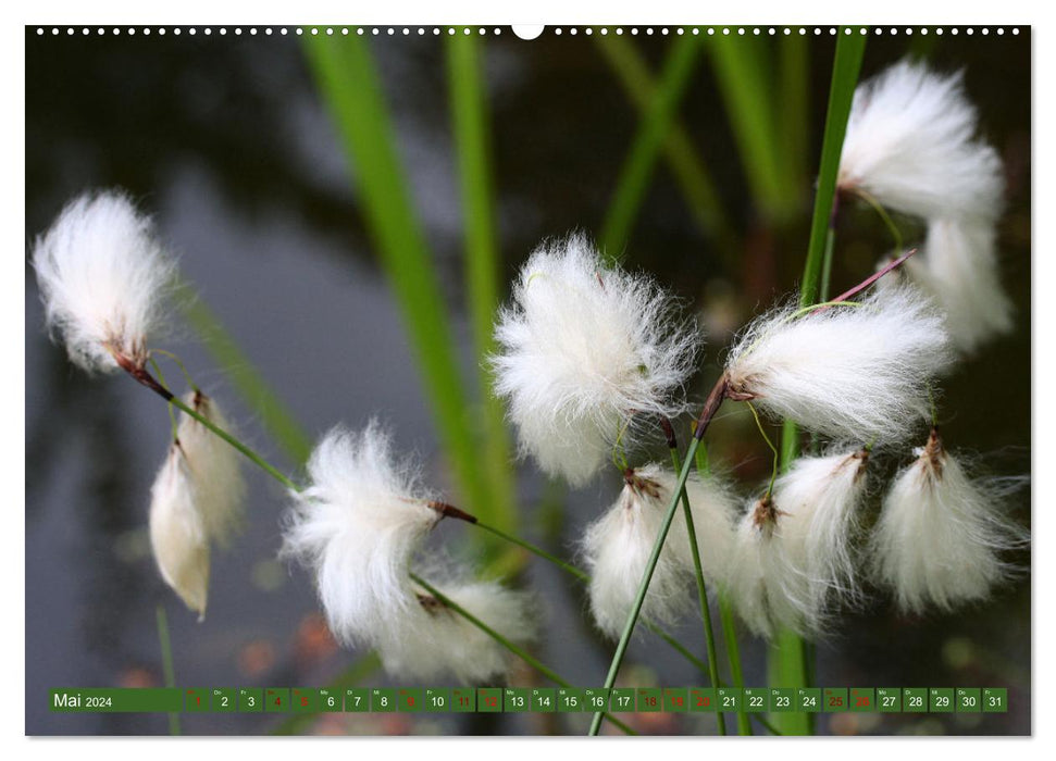 La nature qui enchante (Calendrier mural CALVENDO 2024) 