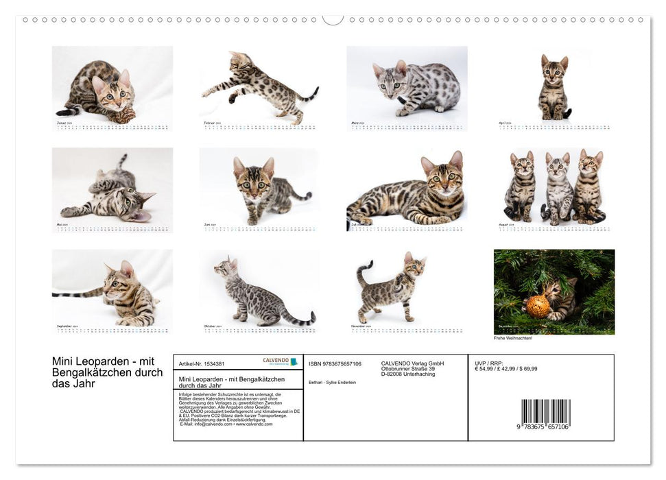 Mini léopards - avec des chatons du Bengale tout au long de l'année (calendrier mural CALVENDO 2024) 