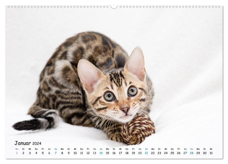 Mini leopards - with Bengal kittens throughout the year (CALVENDO wall calendar 2024) 