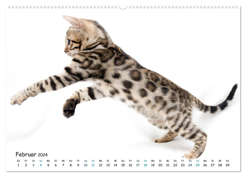 Mini Leoparden - mit Bengalkätzchen durch das Jahr (CALVENDO Wandkalender 2024)