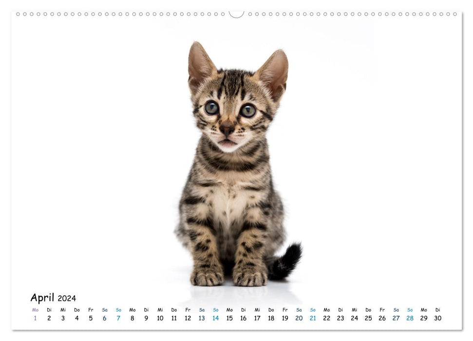 Mini leopards - with Bengal kittens throughout the year (CALVENDO wall calendar 2024) 