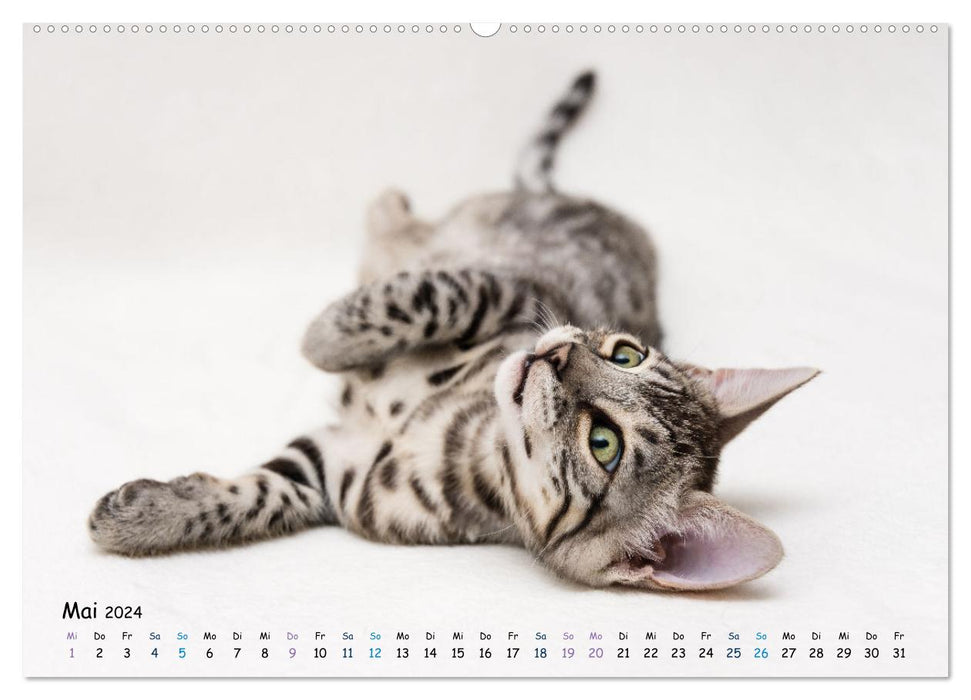 Mini Leoparden - mit Bengalkätzchen durch das Jahr (CALVENDO Wandkalender 2024)
