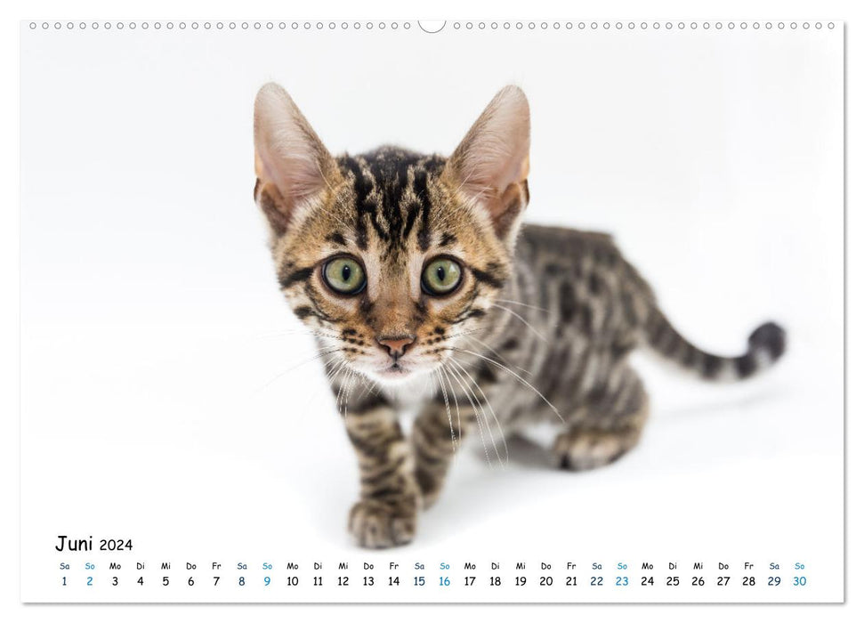 Mini leopards - with Bengal kittens throughout the year (CALVENDO wall calendar 2024) 