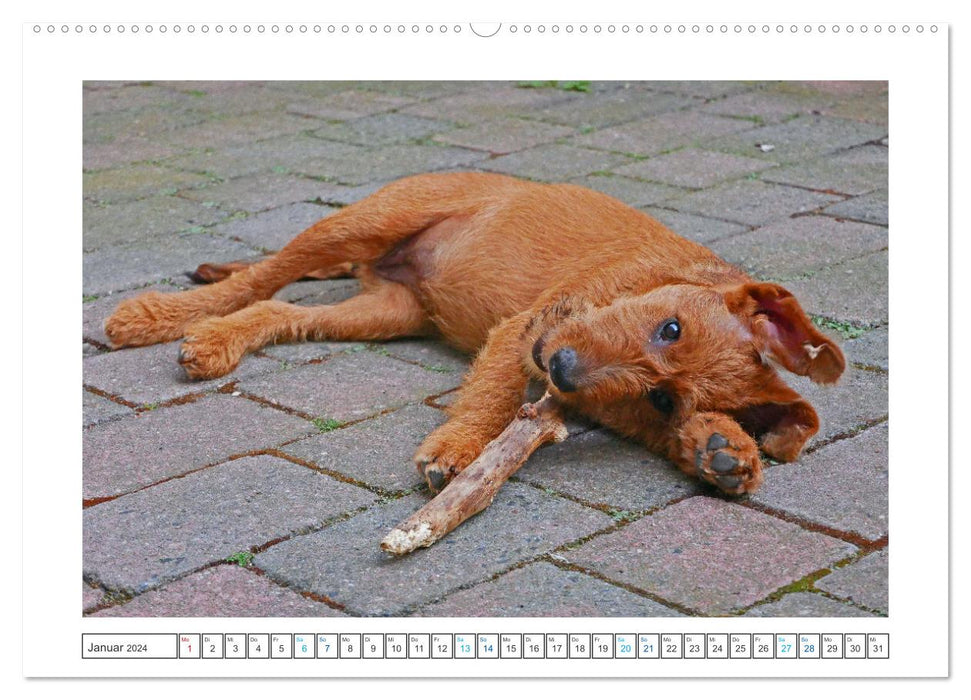 Chiara, une jeune Terrier irlandais (Calendrier mural CALVENDO Premium 2024) 