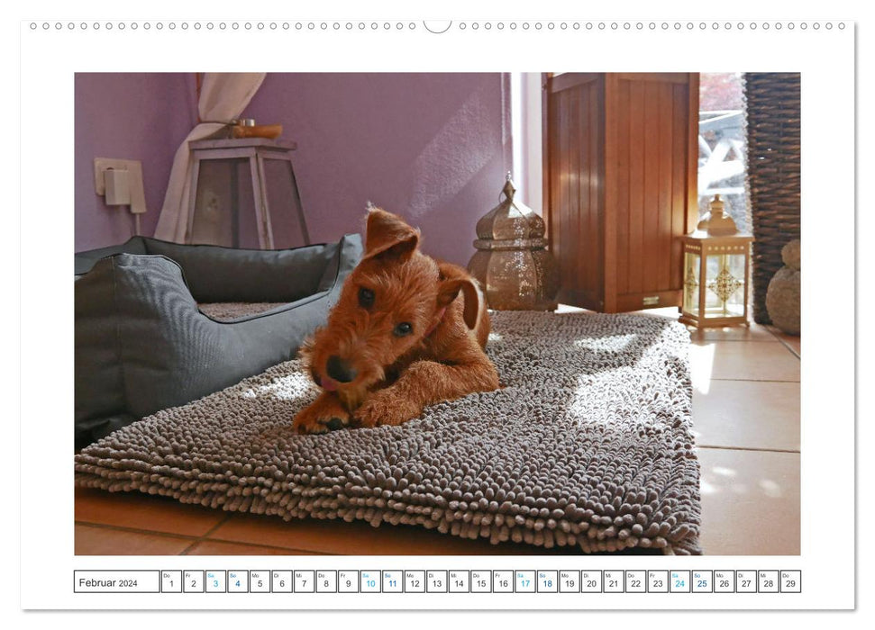 Chiara, une jeune Terrier irlandais (Calendrier mural CALVENDO Premium 2024) 