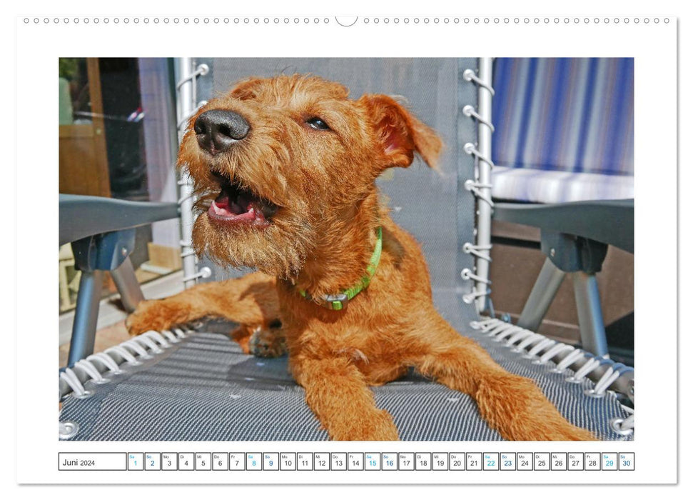 Chiara, a young Irish Terrier (CALVENDO Premium Wall Calendar 2024) 