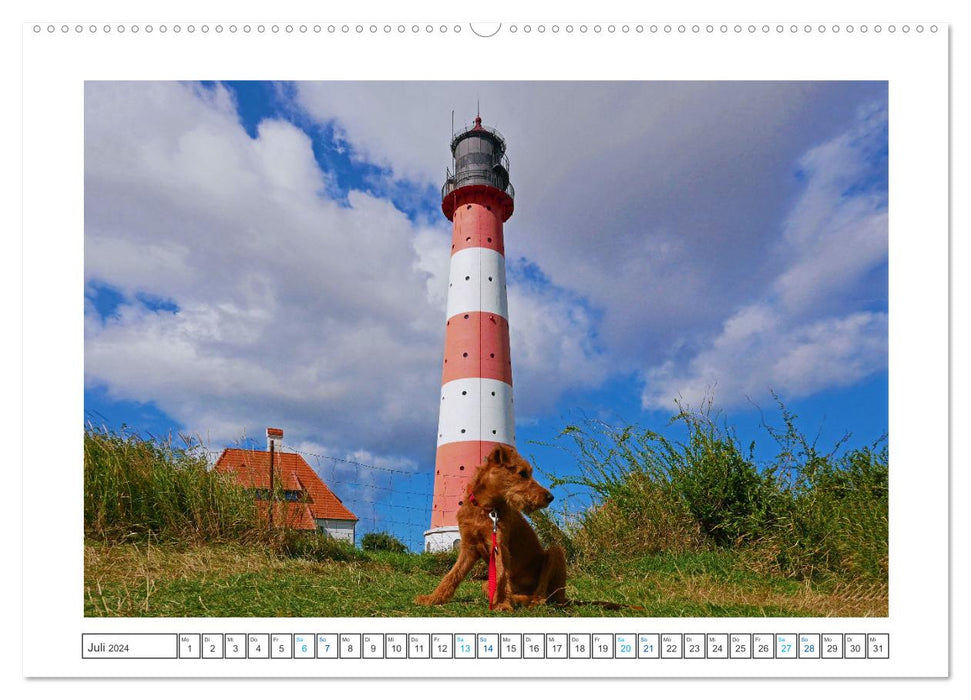 Chiara, une jeune Terrier irlandais (Calendrier mural CALVENDO Premium 2024) 