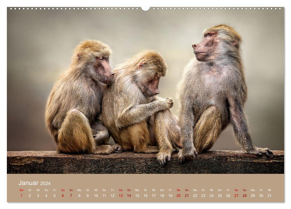 Favorite animals - beauties from the animal kingdom (CALVENDO Premium Wall Calendar 2024) 