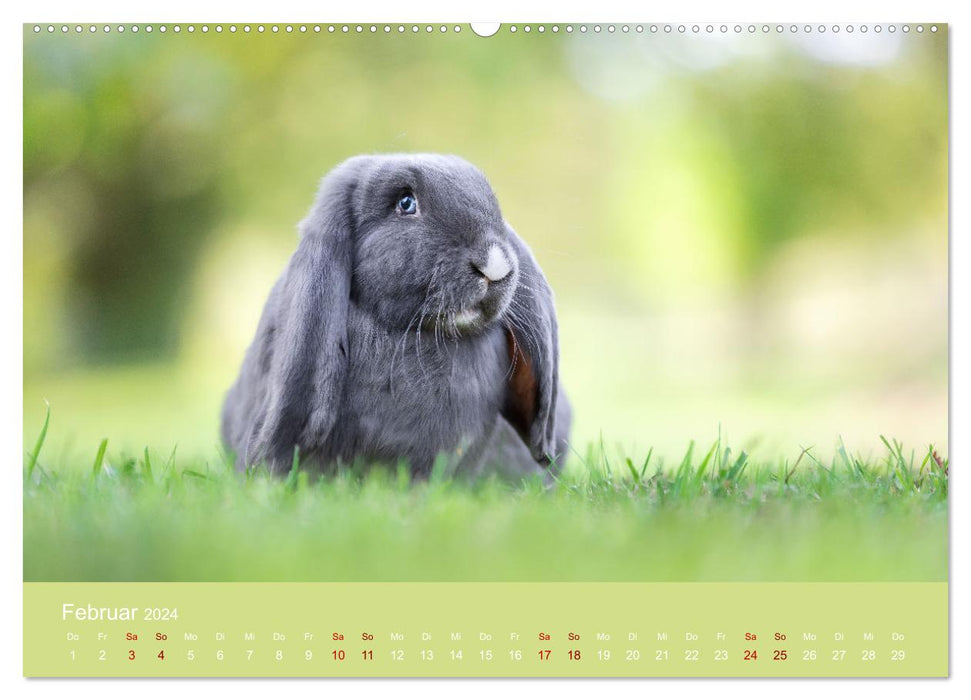 Favorite animals - beauties from the animal kingdom (CALVENDO Premium Wall Calendar 2024) 