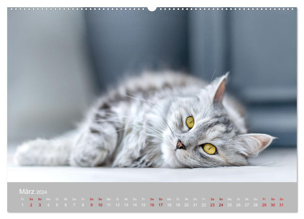 Favorite animals - beauties from the animal kingdom (CALVENDO Premium Wall Calendar 2024) 