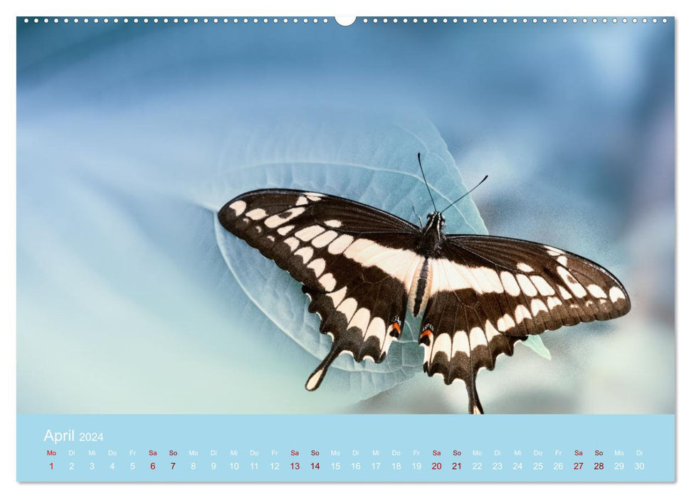 Favorite animals - beauties from the animal kingdom (CALVENDO Premium Wall Calendar 2024) 