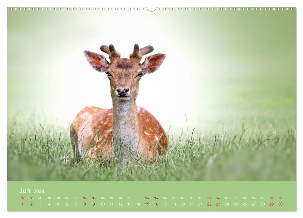 Favorite animals - beauties from the animal kingdom (CALVENDO Premium Wall Calendar 2024) 