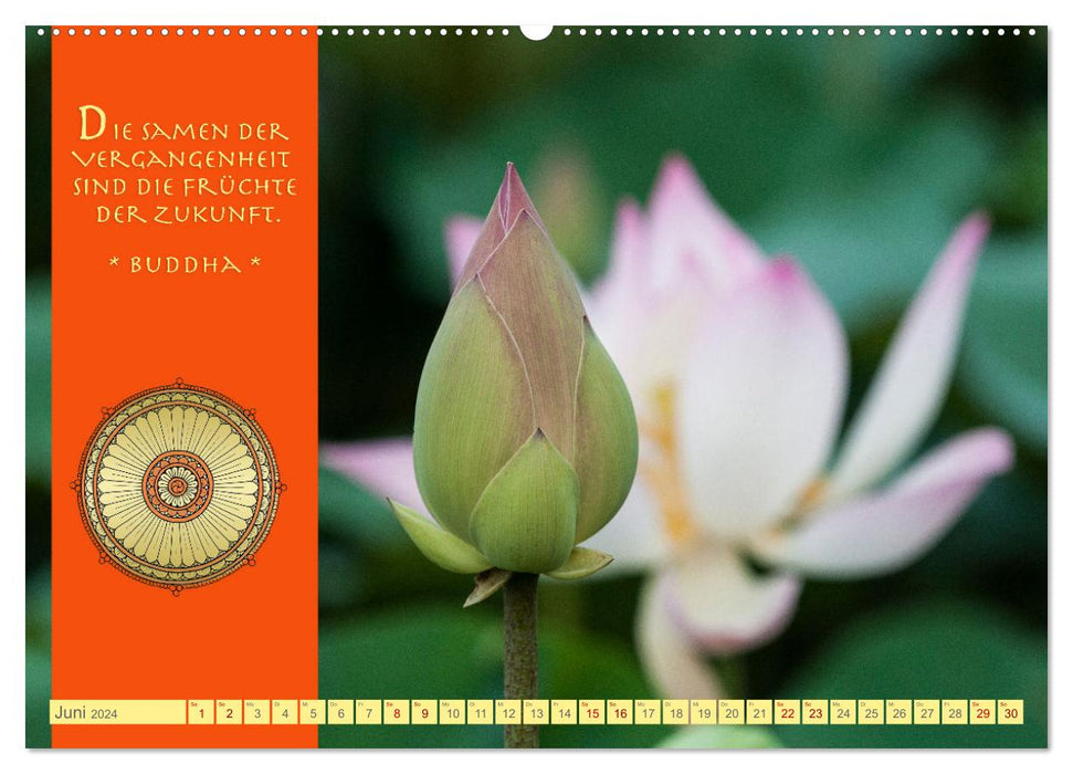 Buddhas Zitate Wege zur Erleuchtung (CALVENDO Premium Wandkalender 2024)