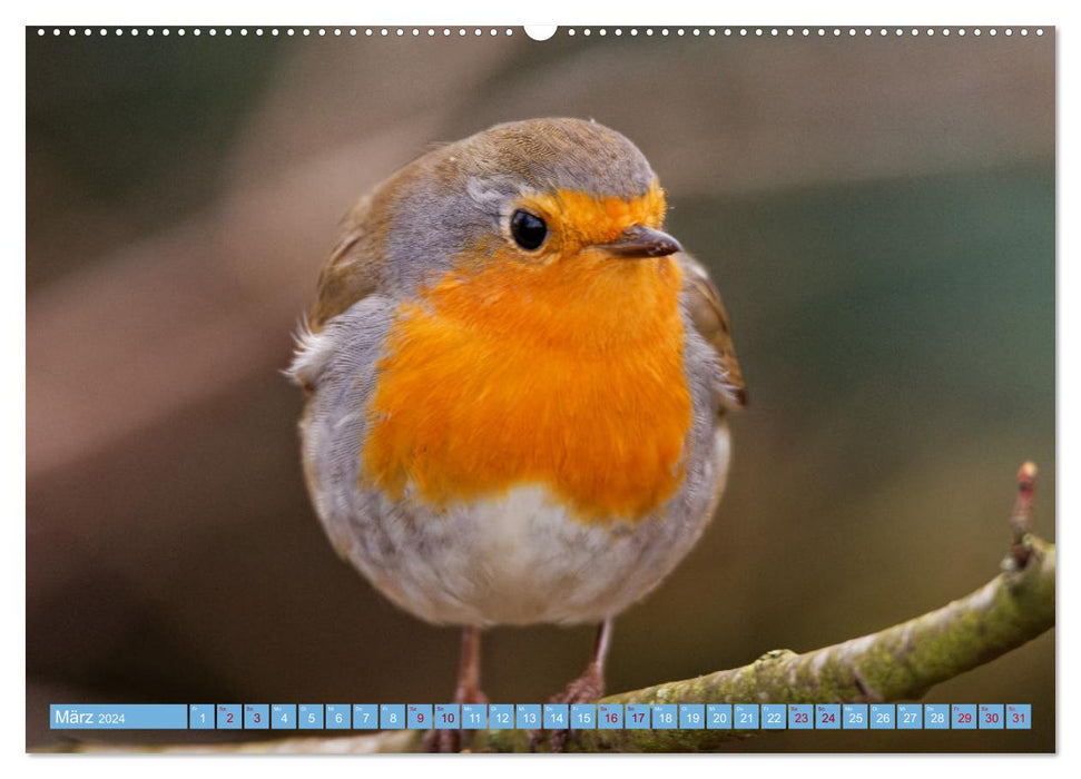 Robin - Photographed by Ostfriesenfotografie (CALVENDO Premium Wall Calendar 2024) 