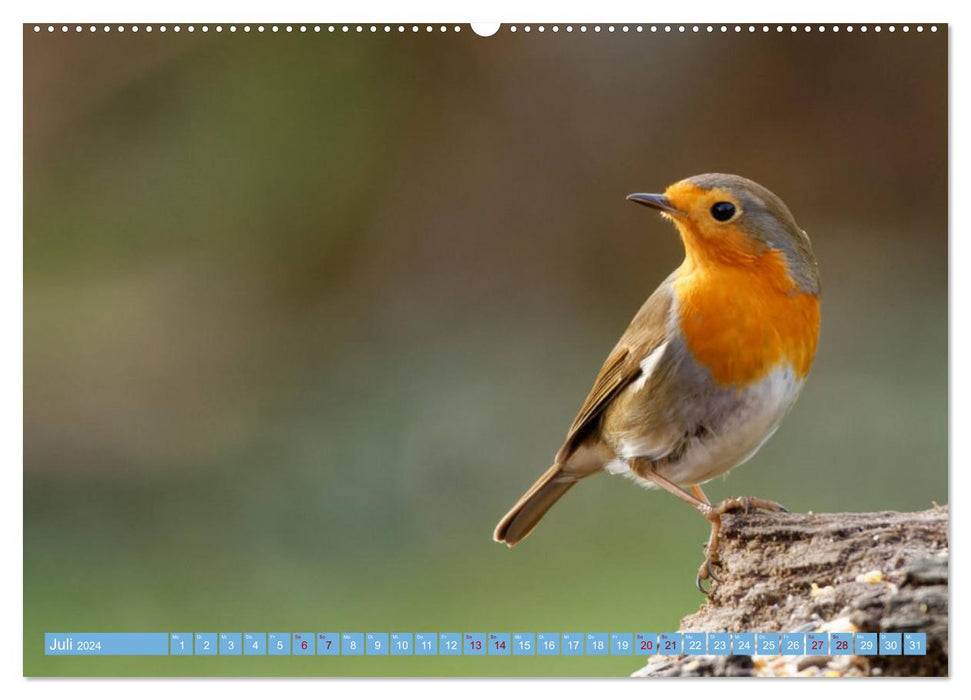 Rotkehlchen - Fotografiert von Ostfriesenfotografie (CALVENDO Premium Wandkalender 2024)