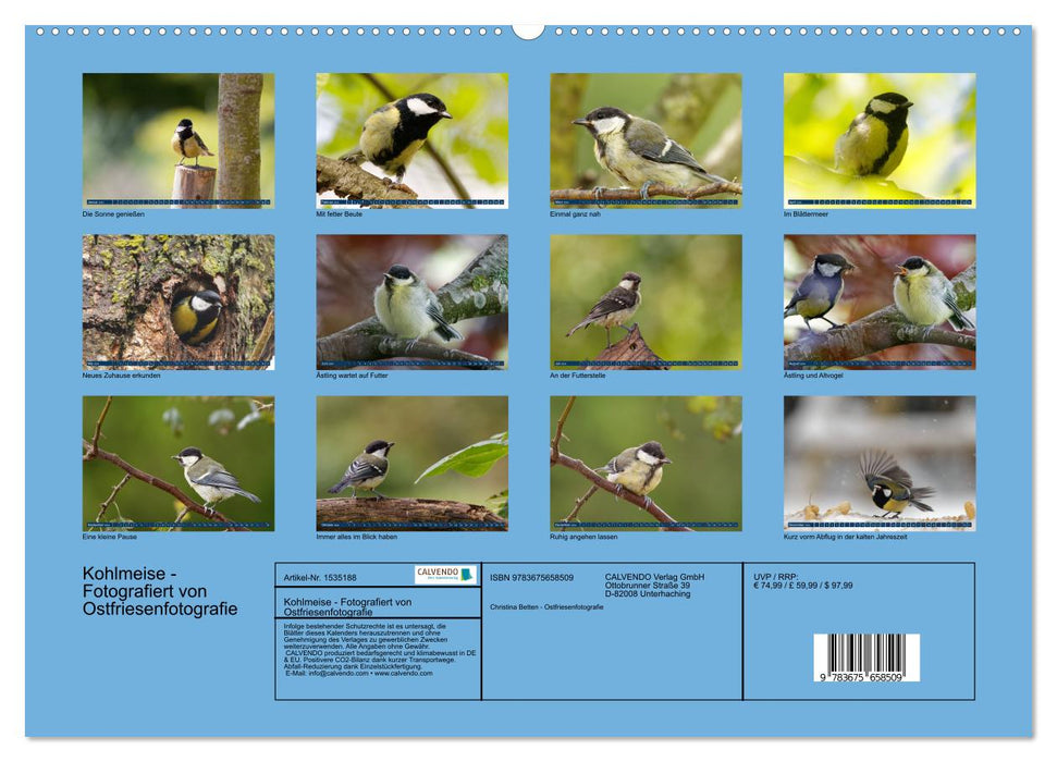 Great Tit - Photographed by Ostfriesenfotografie (CALVENDO Premium Wall Calendar 2024) 