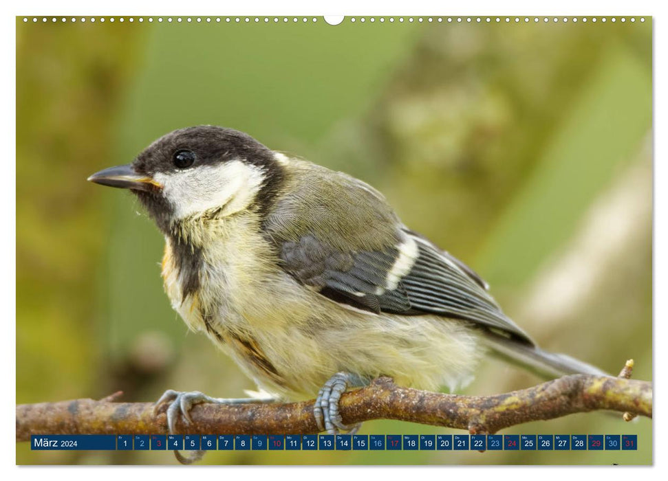 Great Tit - Photographed by Ostfriesenfotografie (CALVENDO Premium Wall Calendar 2024) 