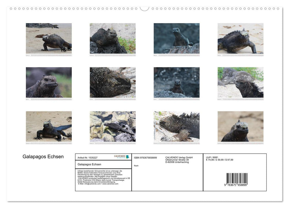 Galapagos Lizards (CALVENDO Premium Wall Calendar 2024) 