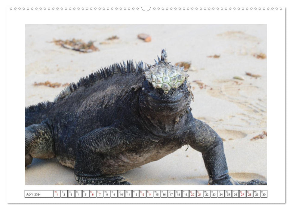 Galapagos Lizards (CALVENDO Premium Wall Calendar 2024) 