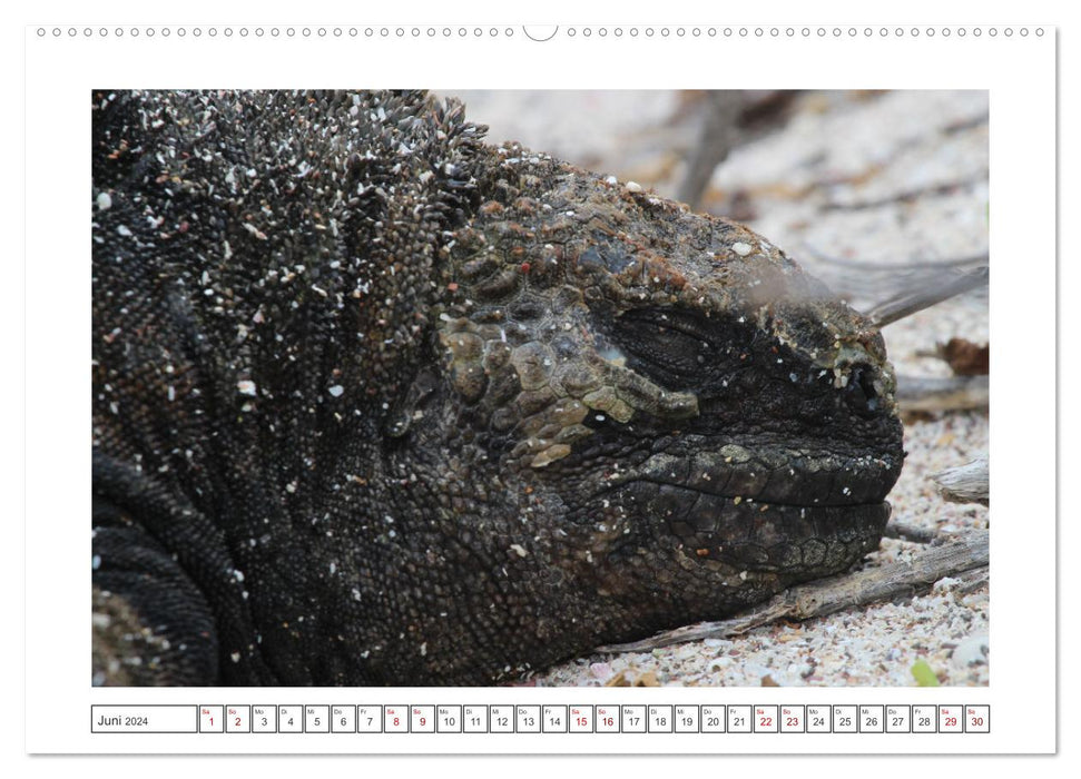 Galapagos Lizards (CALVENDO Premium Wall Calendar 2024) 