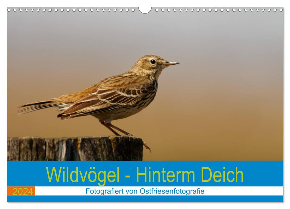 Wildvögel - Hinterm Deich (CALVENDO Wandkalender 2024)