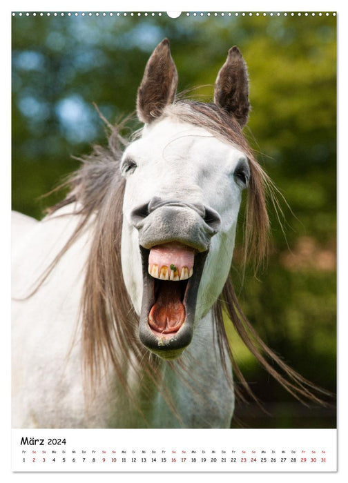 Horse faces - portraits with fun (CALVENDO wall calendar 2024) 