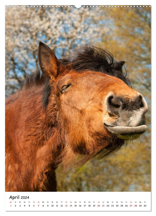 Horse faces - portraits with fun (CALVENDO wall calendar 2024) 