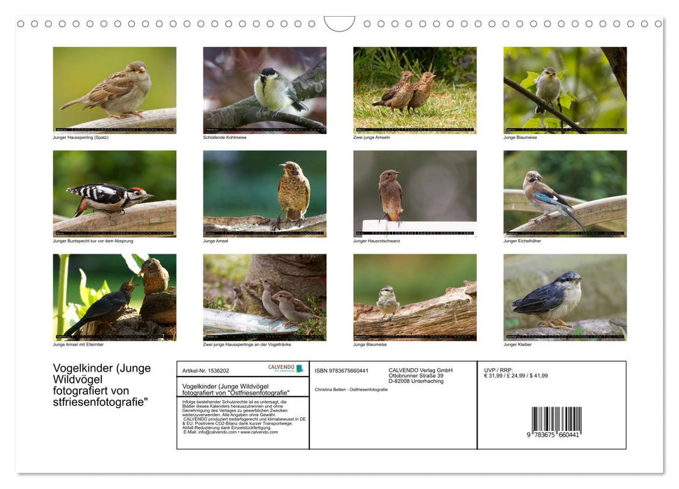 Bird Children - Young Wild Birds (CALVENDO Wall Calendar 2024) 