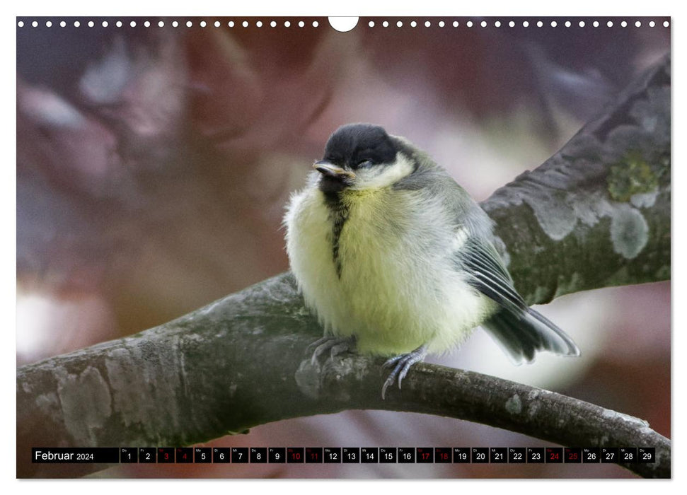 Bird Children - Young Wild Birds (CALVENDO Wall Calendar 2024) 