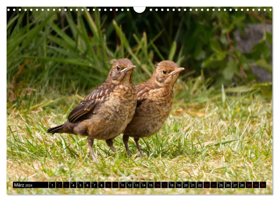 Bird Children - Young Wild Birds (CALVENDO Wall Calendar 2024) 