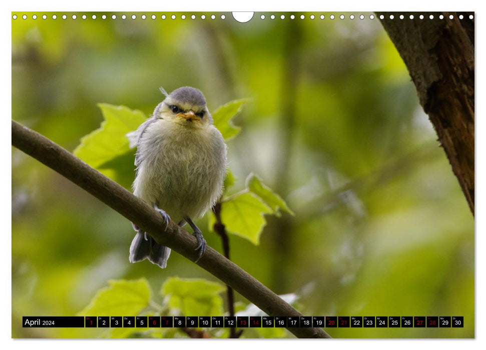 Bird Children - Young Wild Birds (CALVENDO Wall Calendar 2024) 