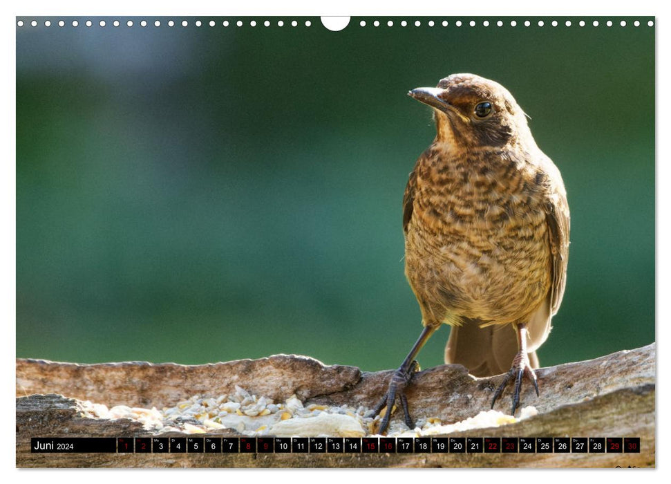 Vogelkinder - Junge Wildvögel (CALVENDO Wandkalender 2024)